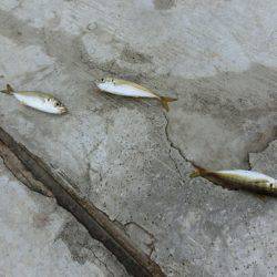 息子のタチウオ半デビュー