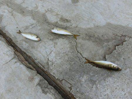 息子のタチウオ半デビュー