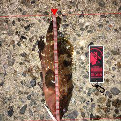 尺釣りたい、、、、、。