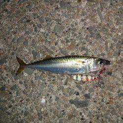 ツバス狙いでしたがゲット出来たのはサバちんでした。