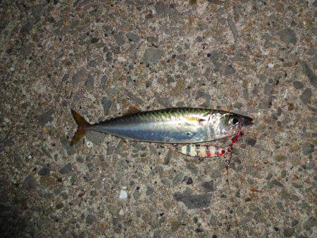 ツバス狙いでしたがゲット出来たのはサバちん…