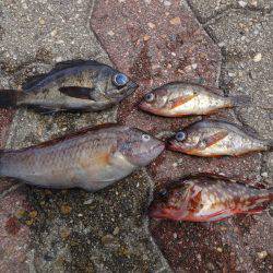 今回もハマチツバス狙いで神戸まで