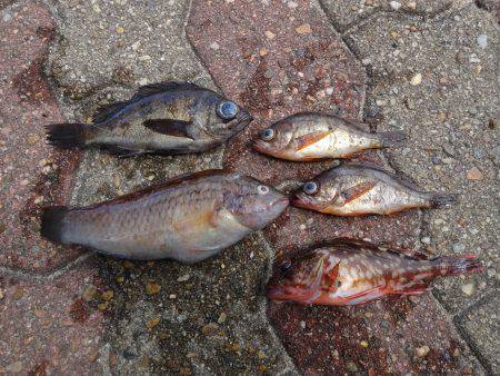 今回もハマチツバス狙いで神戸まで