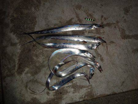 3度目の正直、青物狙い行ったのですが