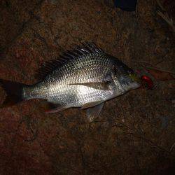 今年初キビレ！