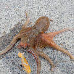 久しぶりのお持ち帰り！