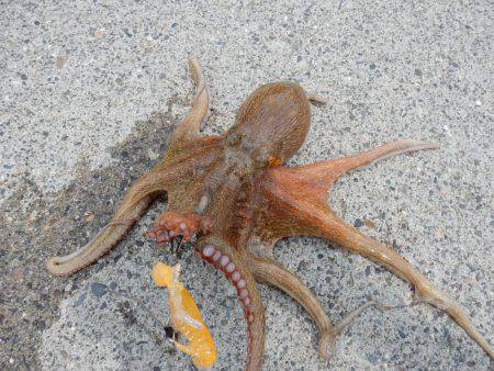 久しぶりのお持ち帰り！