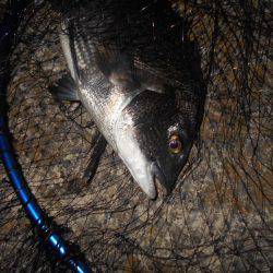 シーバス不発…。