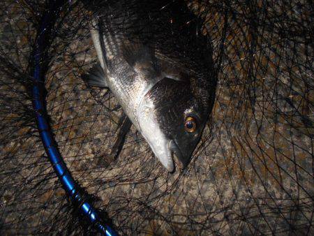 シーバス不発…。