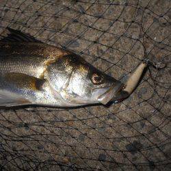 テトラ際でヒット♪