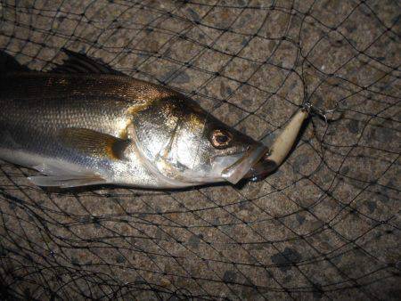 テトラ際でヒット♪