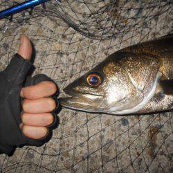 テトラ際のシーバスが好調♪