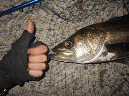 テトラ際のシーバスが好調♪