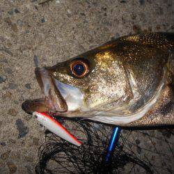 テトラ際でゴンッ♪