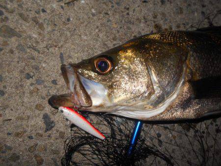 テトラ際でゴンッ♪