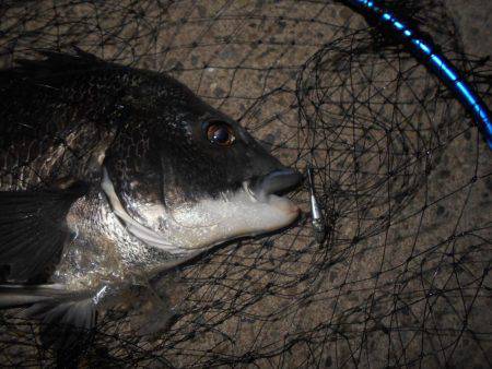 テトラ際で良型のチヌ♪。