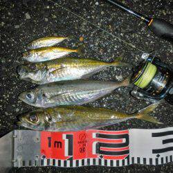 今夜もアジング