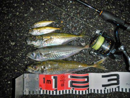 今夜もアジング