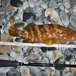 良い引きでした