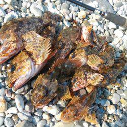 ゴロタでガシラ