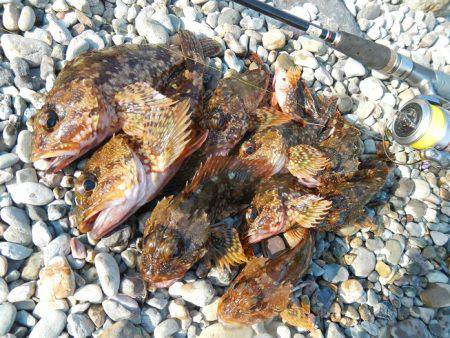 ゴロタでガシラ