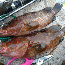 敦賀ロック☆尺キジハタ