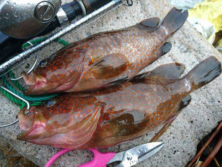 敦賀ロック☆尺キジハタ