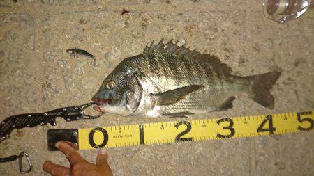 シーバス狙いでデカチヌhit