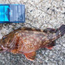 足元でキジハタ