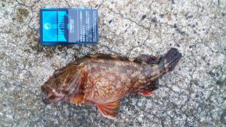 足元でキジハタ