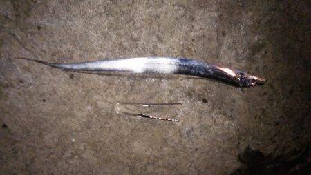 釣り人のマナー