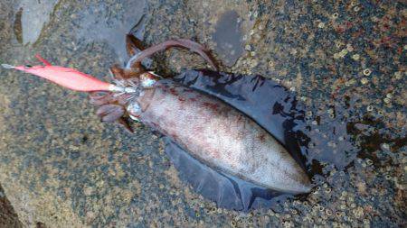 一時間ほどの釣行
