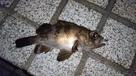 ストレス解消しました。