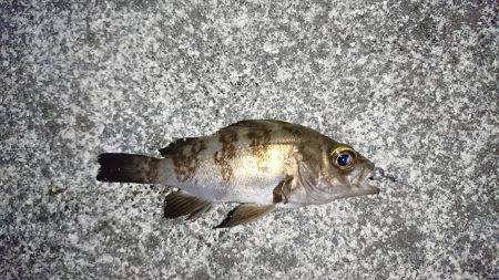 大阪からの帰りに、