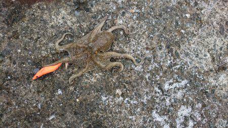 タコ時々アコウ