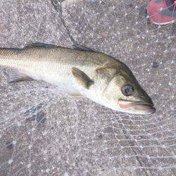 久しぶりの投稿＆停泊船ゲ―ム