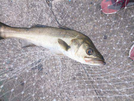 久しぶりの投稿＆停泊船ゲ―ム