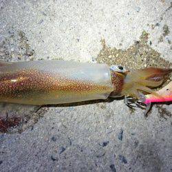 ケンサキエギング