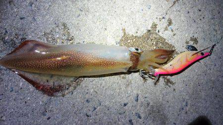 ケンサキエギング