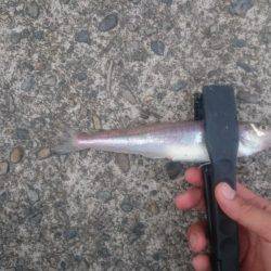 那佐湾と浅川漁港