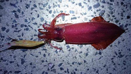 ケンサキエギング