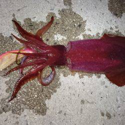 ケンサキエギング