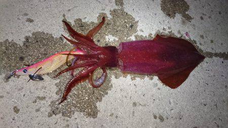 ケンサキエギング