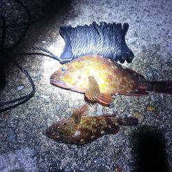 エギングとガシリング