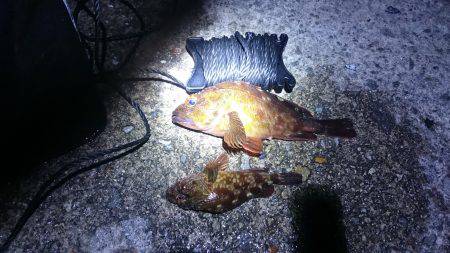 エギングとガシリング