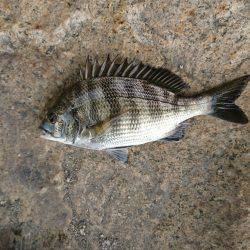 夏場の釣り特訓