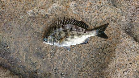 夏場の釣り特訓