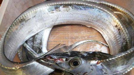 タチウオ釣り。