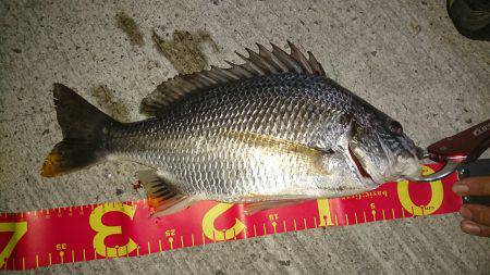 高石漁港にてチヌ