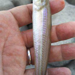 灘浜で投げる！